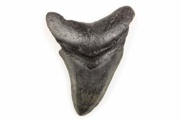Fossil Megalodon Tooth - South Carolina #196016
